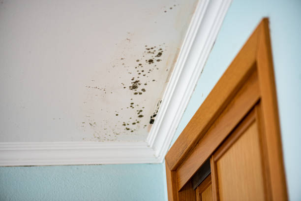Best Commercial Mold Removal  in Oakland, NJ