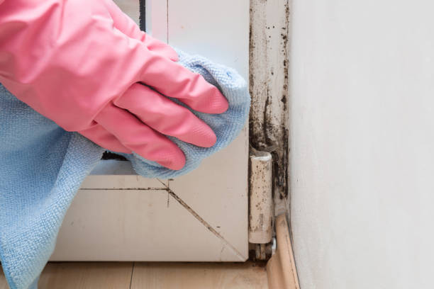 Best Mold Remediation Experts  in Oakland, NJ